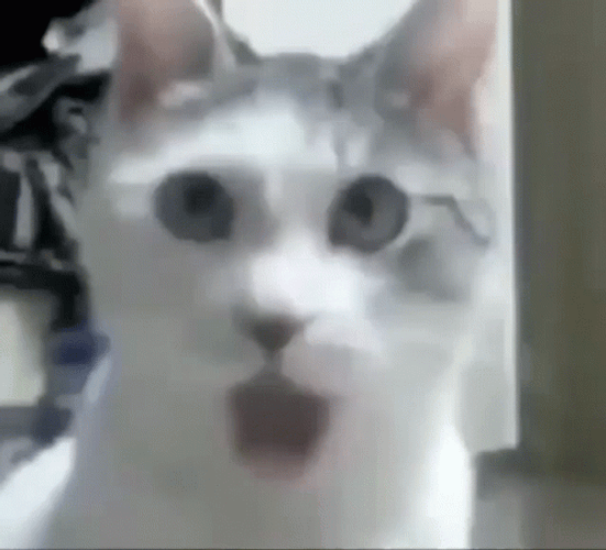 Impressed Cat Wow Meme GIF