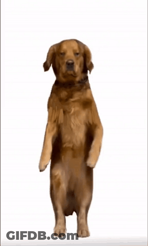 Impressive Dancing Doge GIF