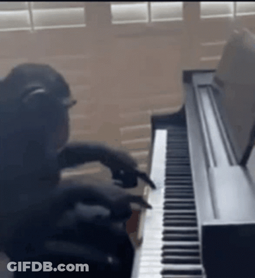 Impressive Monkey Playing Piano GIF