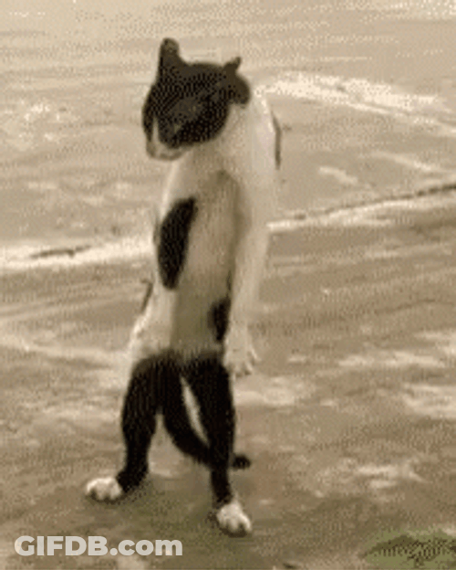 In A Cat Fight GIF
