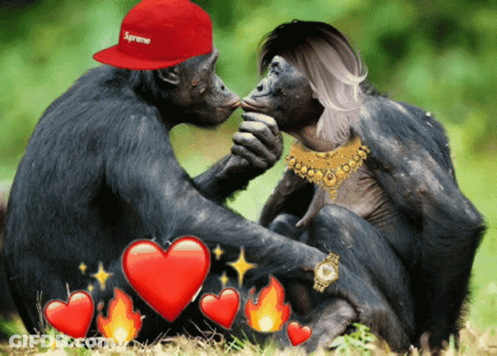 In Love Monkey Kiss Each Other GIF