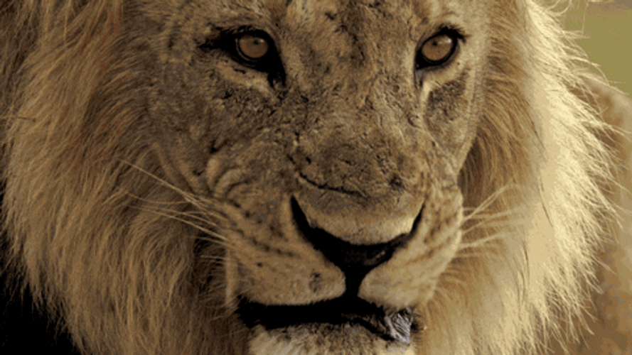 Incredible Up Close Lion Roar GIF