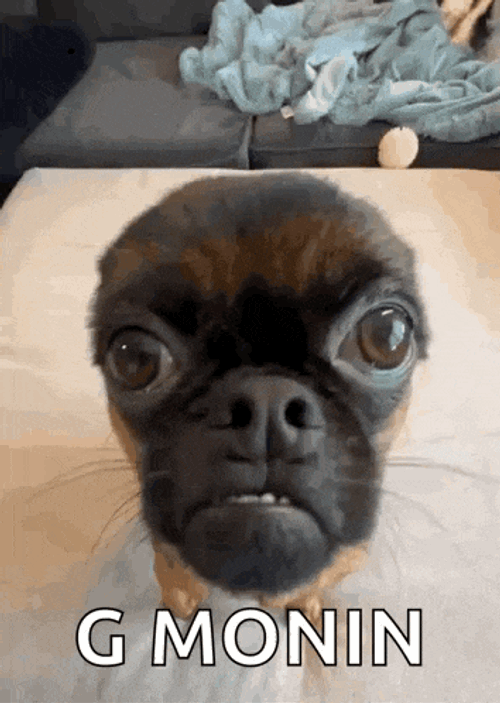 Indigoingot Chickencoup GIF