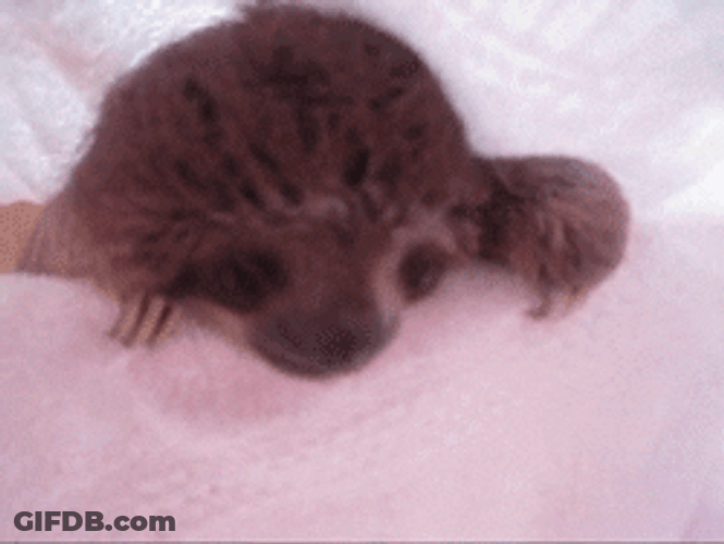 Infant Sloth Clinging GIF
