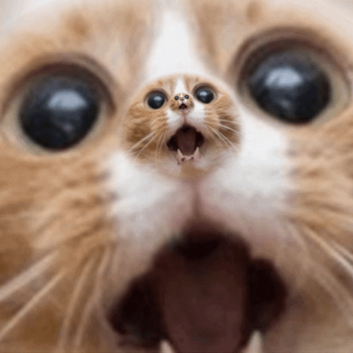 Infinite Wow Surprised Cat GIF