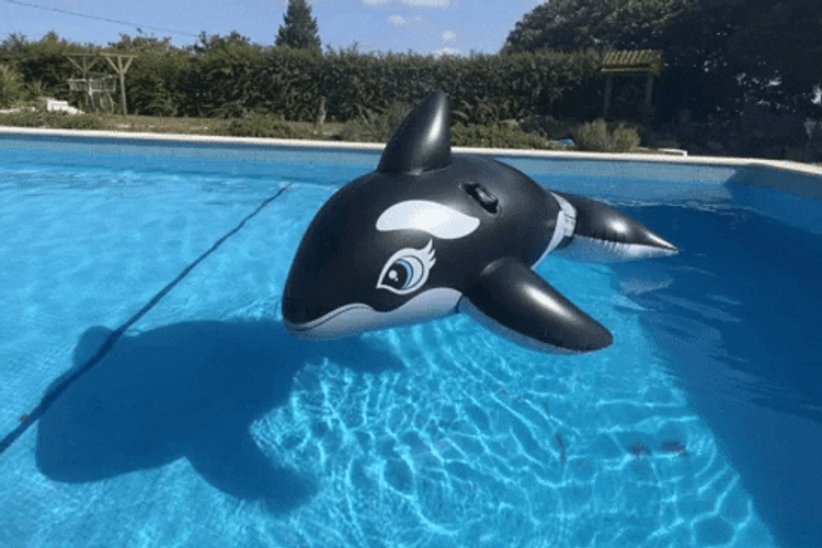 Inflatable Orca On The Pool GIF