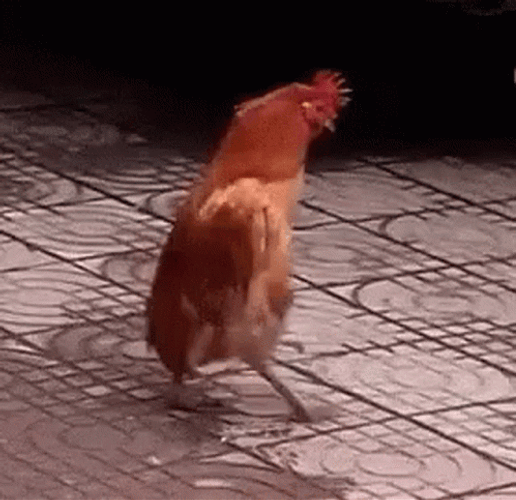 Injured Chicken Walking GIF