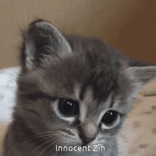 Innocent Zin Cute Kitten GIF