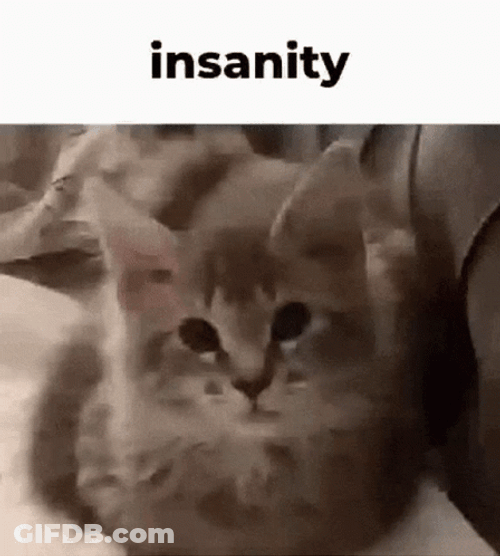 Insane Cute Kitty GIF