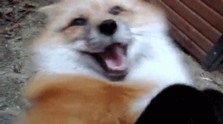Insane Fox Laughing GIF