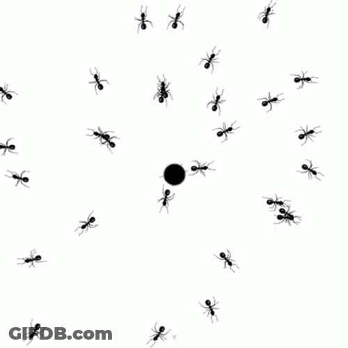 Insect Ant Moving GIF