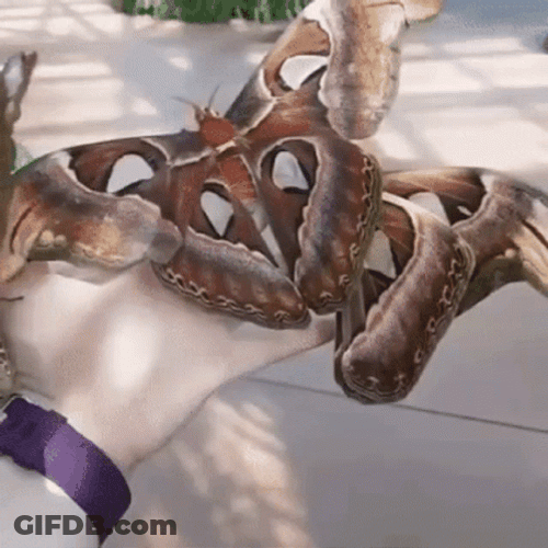 Insect Butterfly Moths GIF