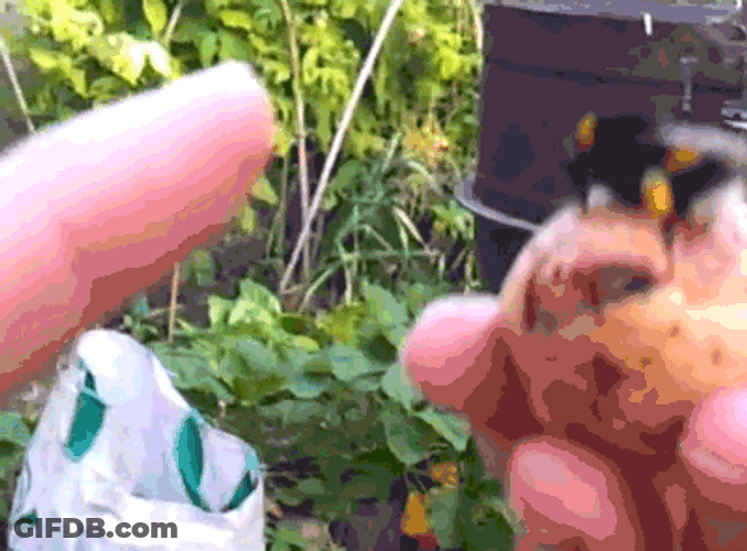 Insect High Five GIF