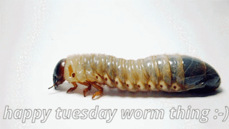 Insect Worm Crawls GIF