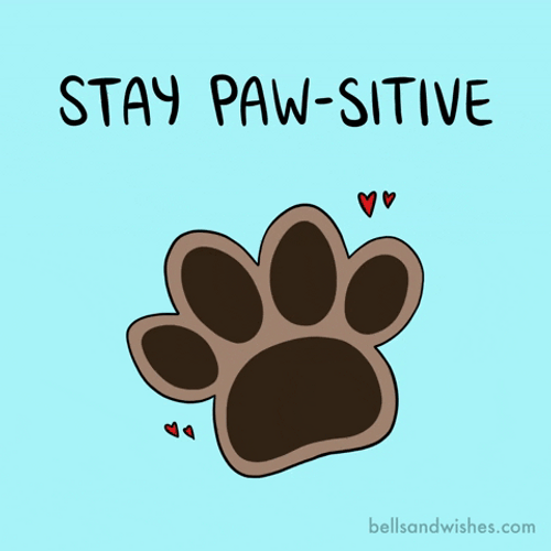 Inspirational Advice Stay Paw-Sitive GIF