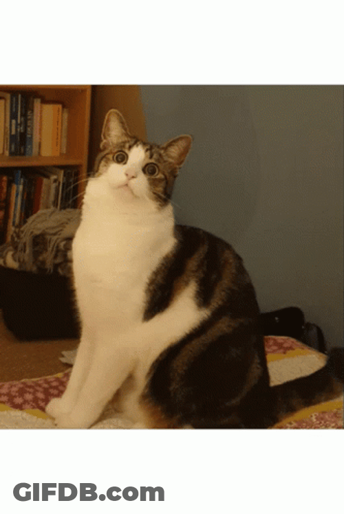 Intense Cat Fear Zoom GIF