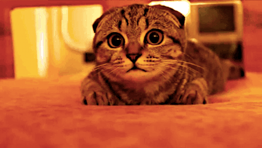 Interested Cat Tell Me More GIF