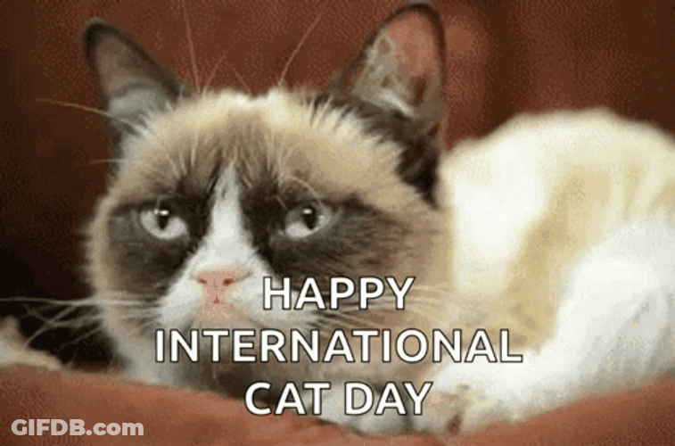 International Cat Day Feline Closeup GIF