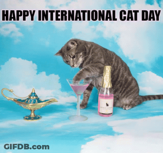 International Cat Day Feline Drinking GIF