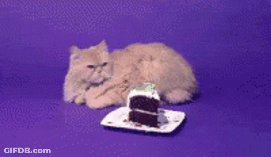 International Cat Day Feline With Cake GIF