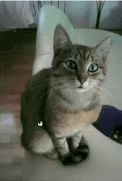 International Cat Day Feline With Party Filter GIF