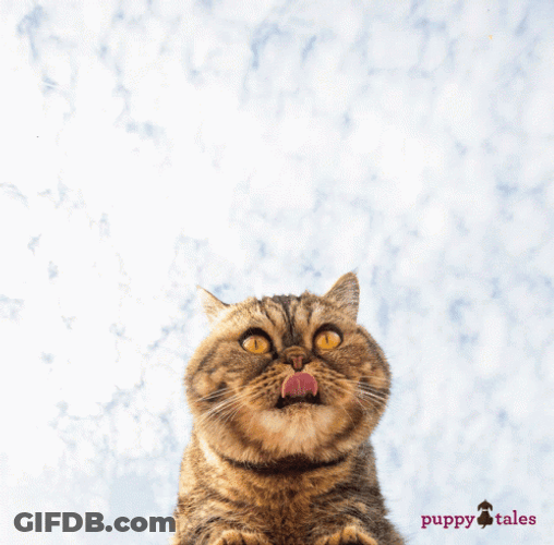 International Cat Day Feline With Tongue Out GIF