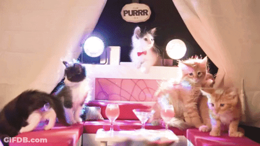 International Cat Day Felines Throwing Party GIF