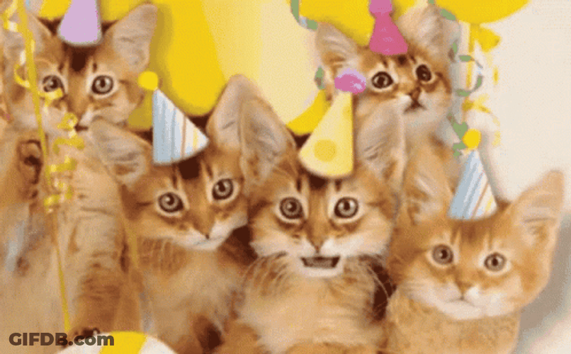 International Cat Day Felines Wearing Party Hats GIF