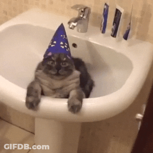 International Cat Day Kitty Wearing Party Hat GIF