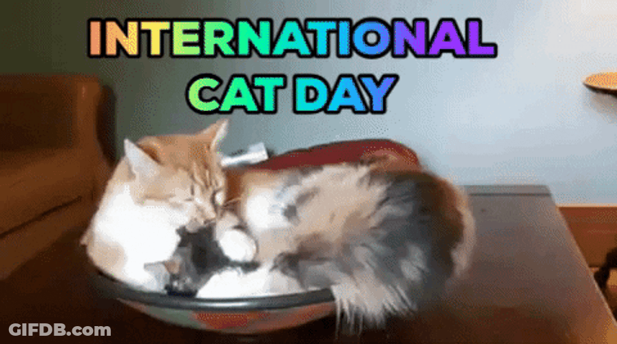 International Cat Day Mother Feline Licking Kittens GIF