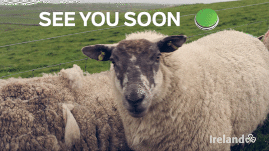Ireland Sheep See You Soon GIF