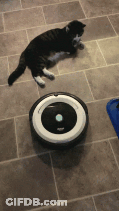 Irobot Vacuum Cleaner Messing With Black Cat GIF