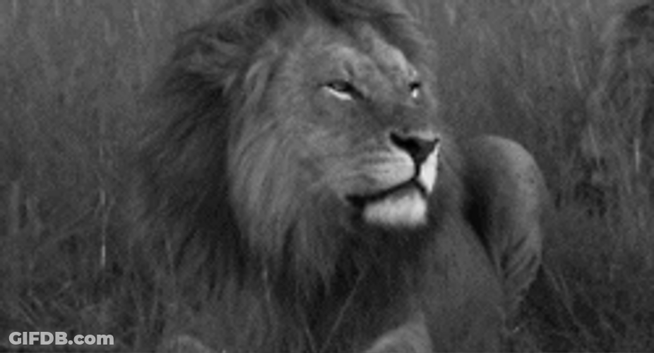 Irritated Lions Roaring GIF