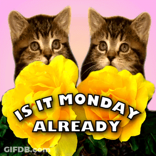 Is It Monday Monday Already GIF