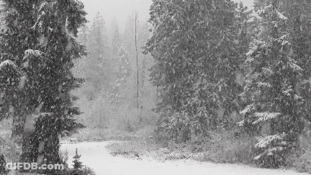 It Is A Black And White Photo Of A Snowy Forest . GIF