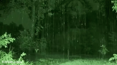 It Is Raining In The Woods At Night With Trees In The Background GIF
