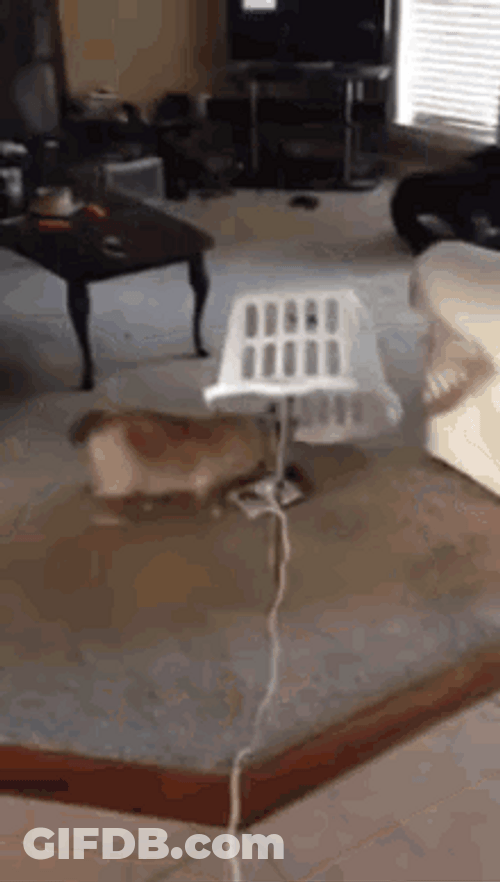 It's A Cat Trap Improvised GIF