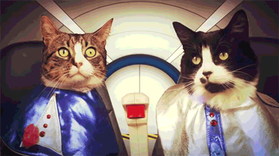 It's Beautiful Two Cats GIF