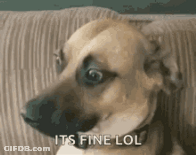 It's Fine Lol Dog Awkward GIF