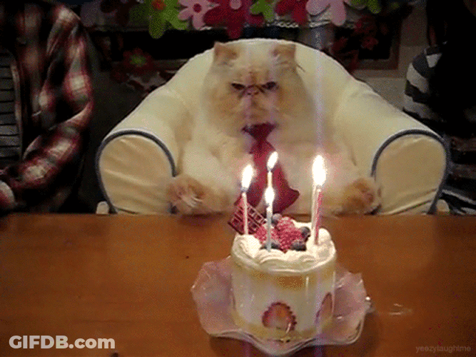 It's My Birthday Mad Cat GIF