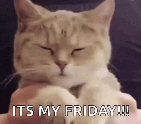 It's My Friday Cat GIF