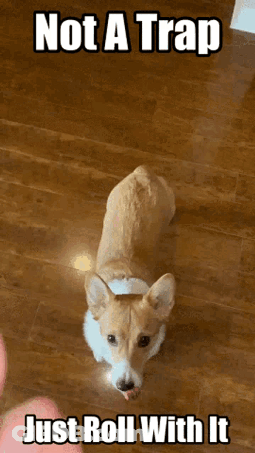 It's Not A Trap Just Roll Dog GIF