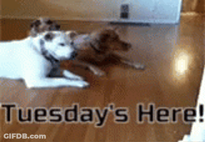 It's Only Tuesday Here Doggies GIF