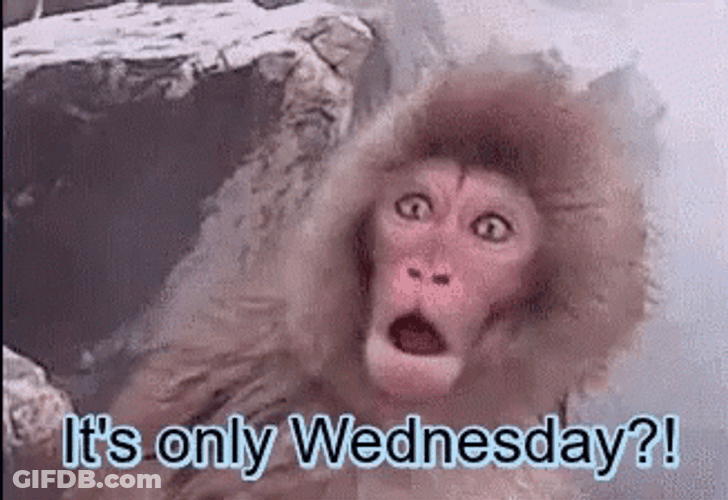 It's Only Wednesday Winter Monkey Shocked GIF