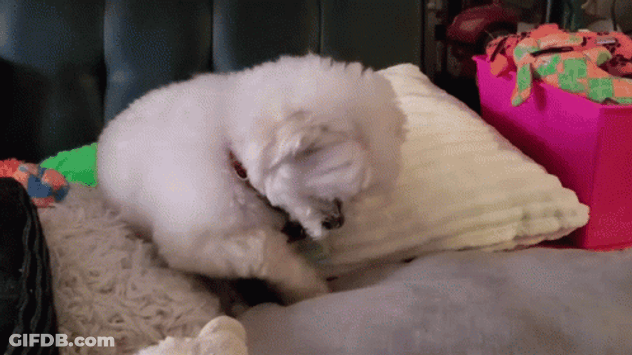 It's So Fluffy Cute Dog GIF