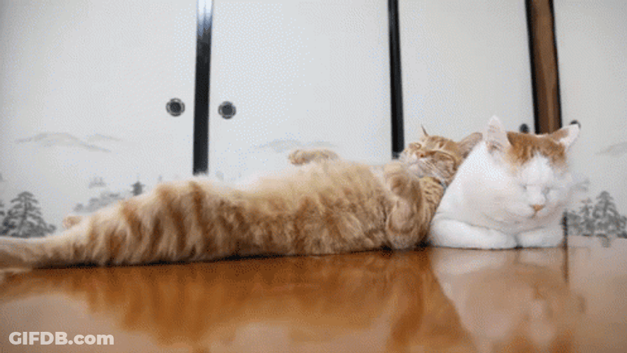 It's So Fluffy Sleeping Cats GIF