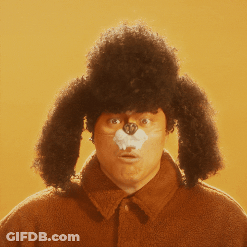 It's The Final Christmas Countdown Dog Hat GIF
