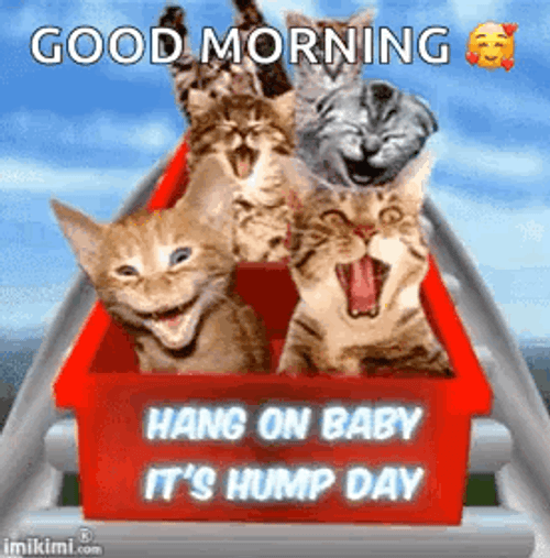 It's Wednesday Good Morning Stay Happy GIF