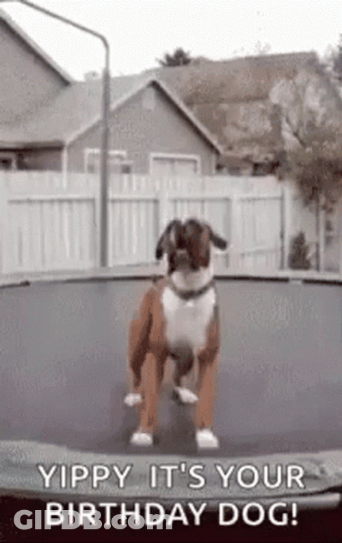 It's Your Happy Birthday Jumping Dog GIF