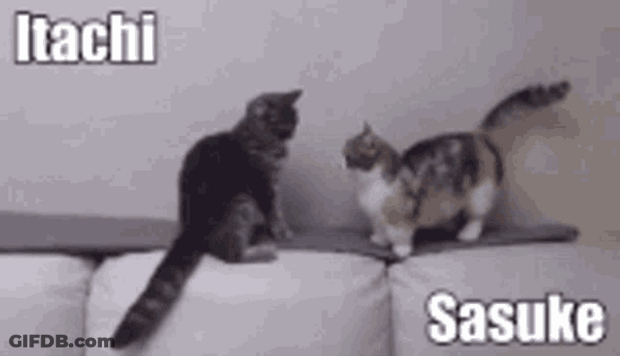 Itachi And Sasuke Cats Head Poke Funny GIF